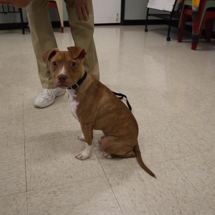 Orange Crush, Adoptable, Puppy Male American Staffordshire Terrier & Beagle.