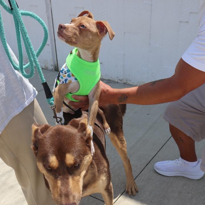 Enlarge Orange Crush, a Adoptable mixed breed in Goshen, KY image 3/3