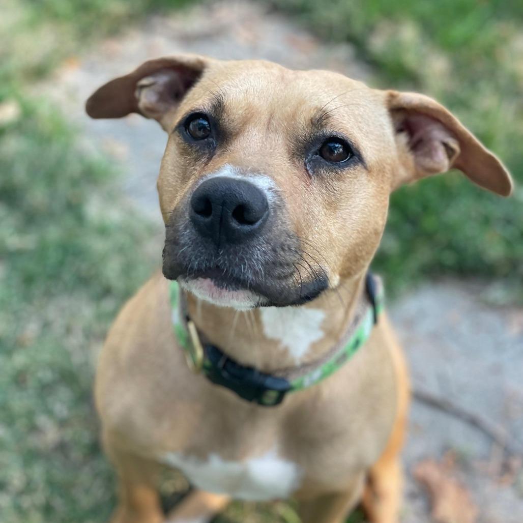 Butters 0169, Adoptable, Adult Female Mixed Breed.
