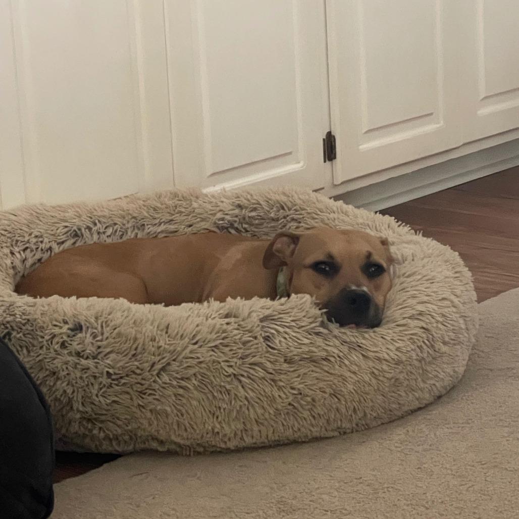 Enlarge Butters 0169, a Adoptable Mixed Breed in Columbus, GA image 2/6