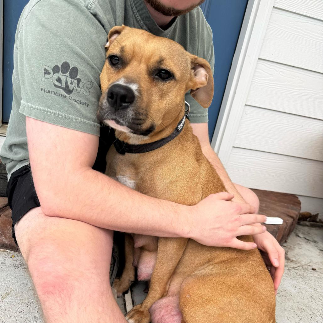 Enlarge Butters 0169, a Adoptable Mixed Breed in Columbus, GA image 5/6