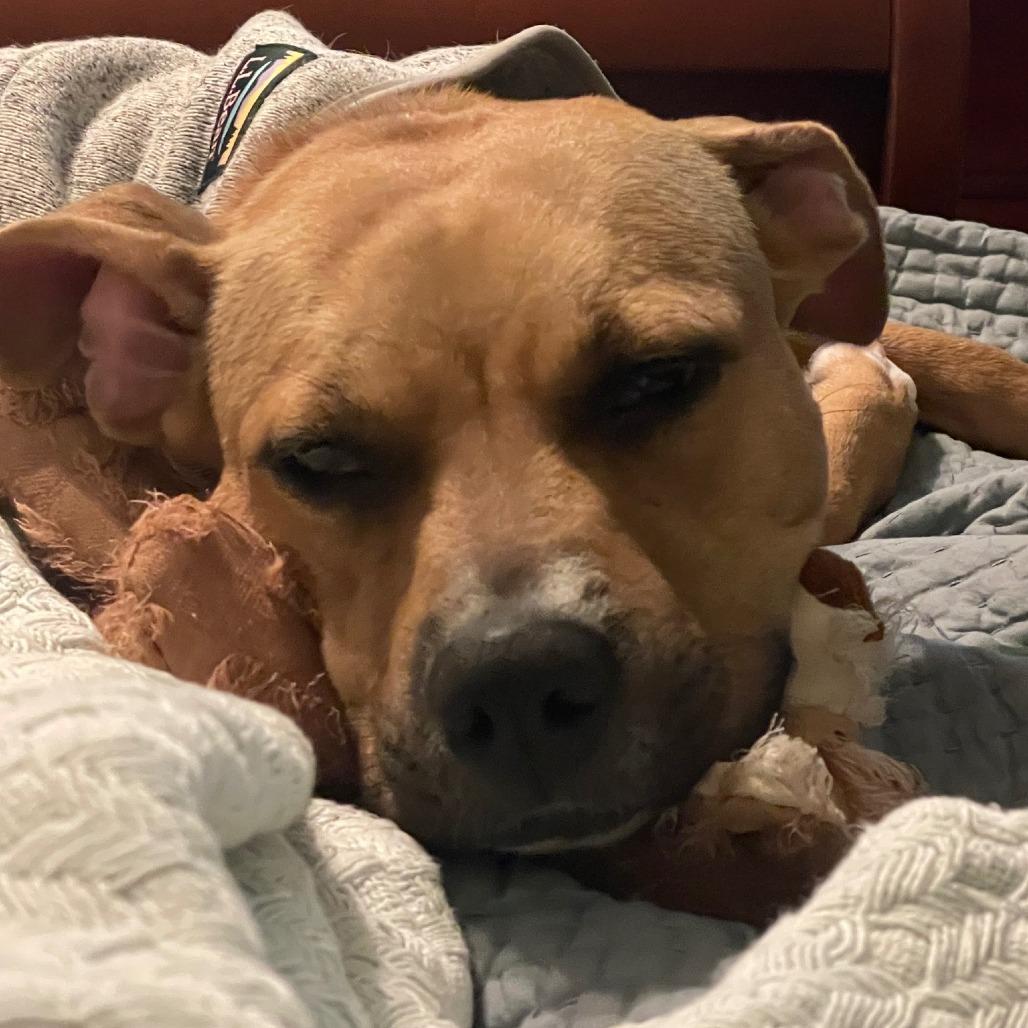 Enlarge Butters 0169, a Adoptable Mixed Breed in Columbus, GA image 6/6
