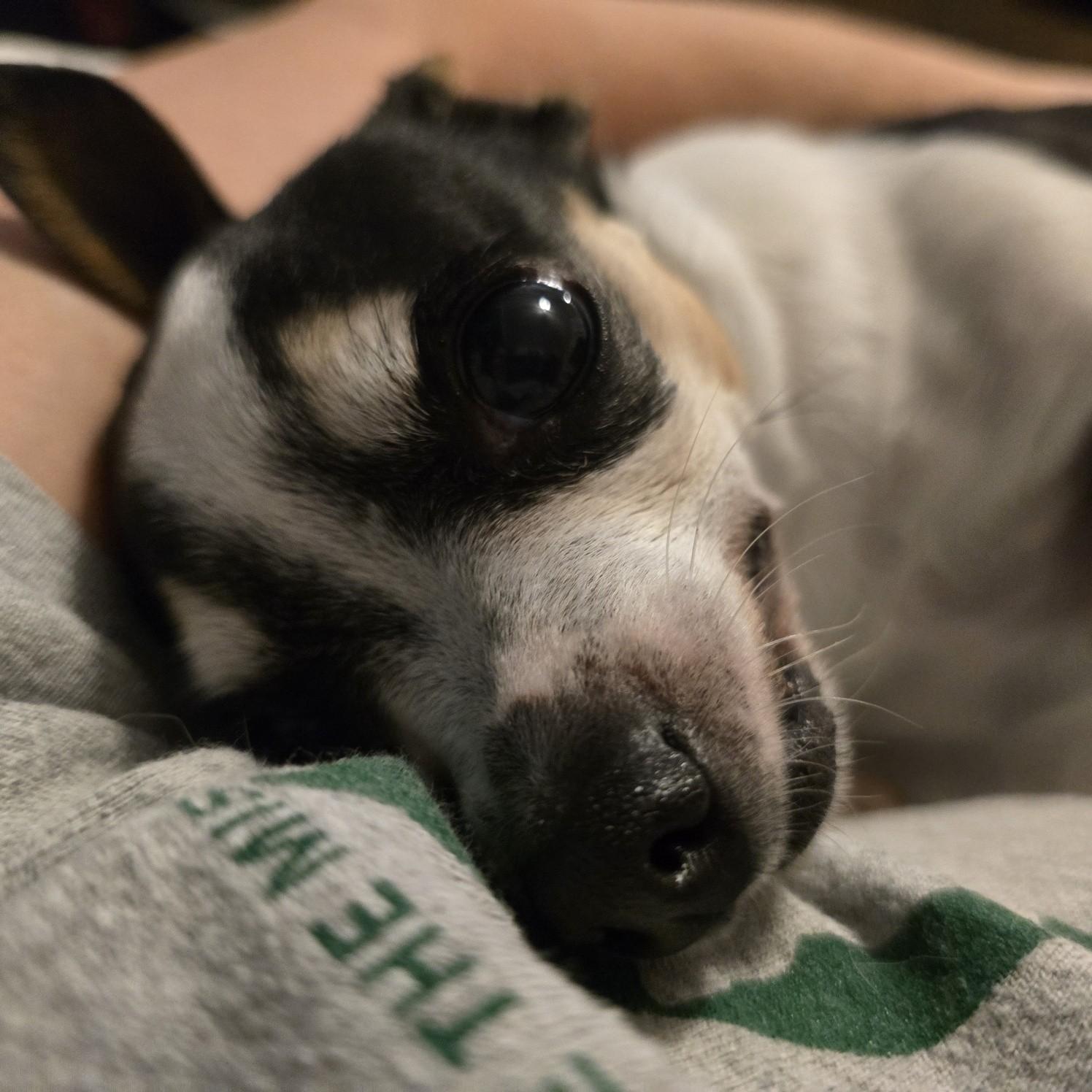 Zelda, Adoptable, Adult Female Chihuahua.