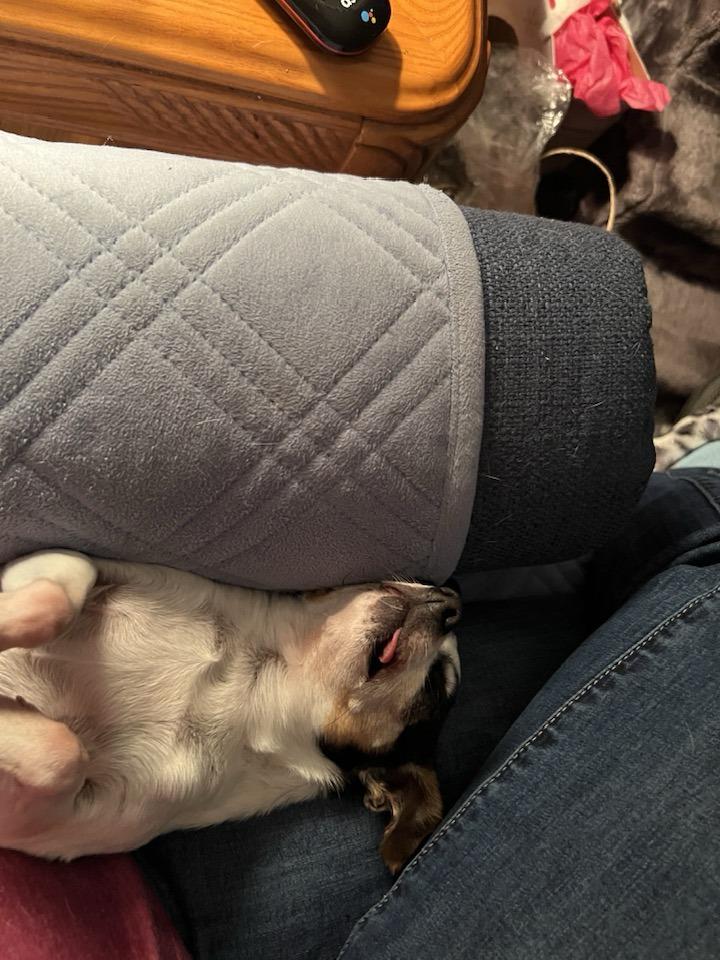 Enlarge Zelda, a Adoptable mixed breed in Portland, OR image 2/4