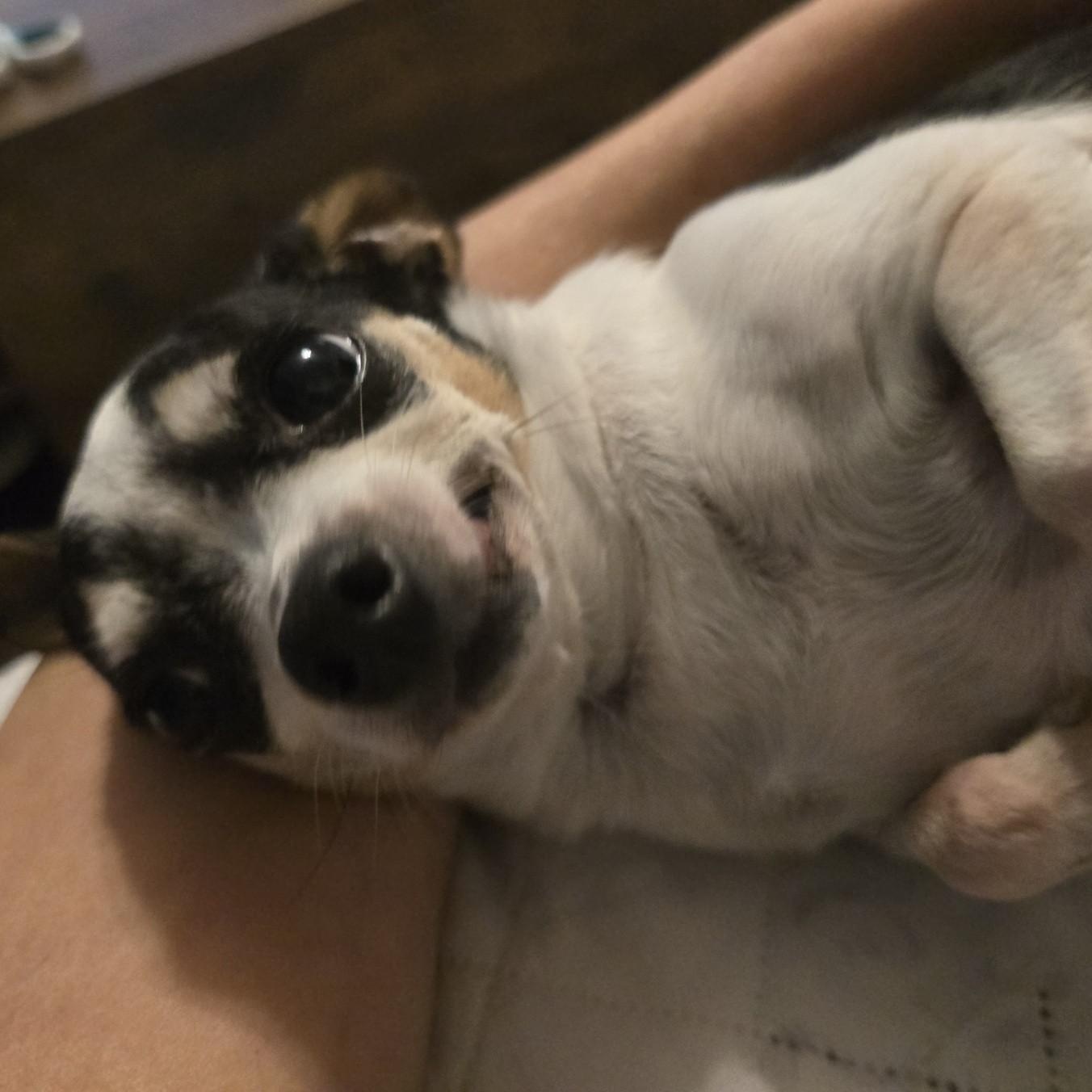 Enlarge Zelda, a Adoptable mixed breed in Portland, OR image 3/4