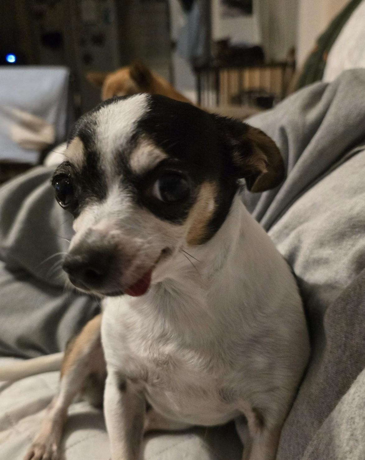 Enlarge Zelda, a Adoptable mixed breed in Portland, OR image 4/4