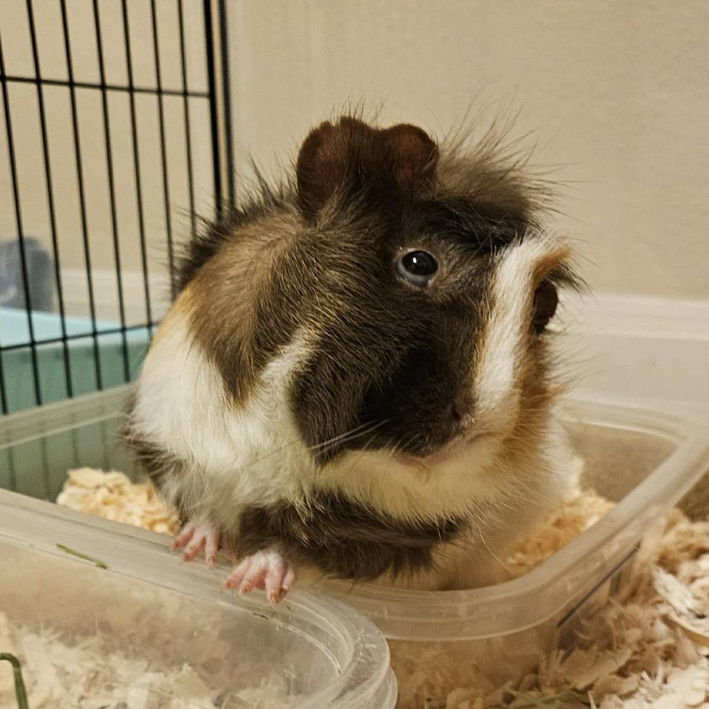 Parsnip, Adoptable, Adult Male Guinea Pig.