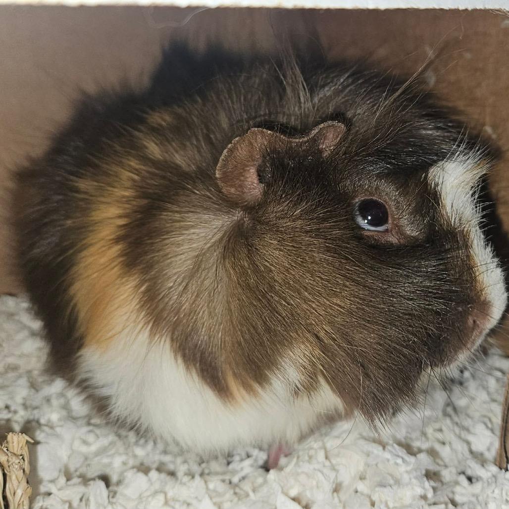 Parsnip, a Adoptable Guinea Pig in Nampa, ID image 2/3
