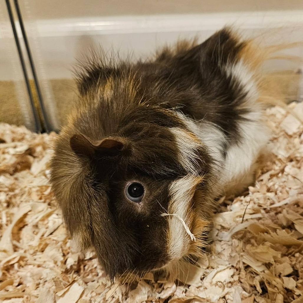 Parsnip, a Adoptable Guinea Pig in Nampa, ID image 3/3