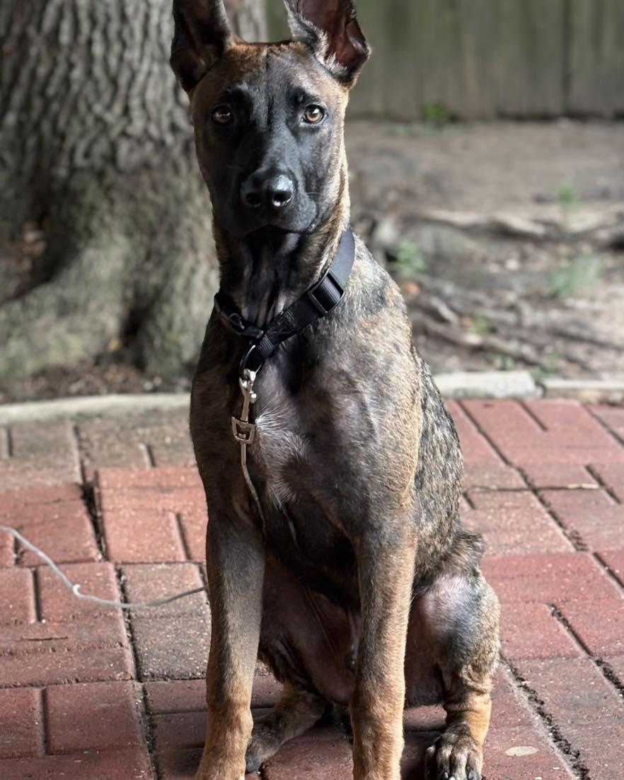 Chico