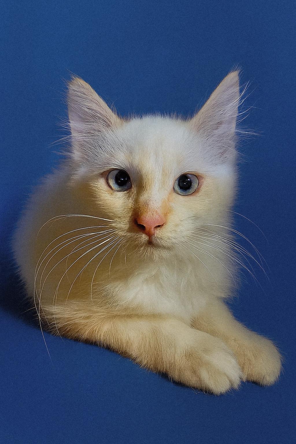 Flame, an adoptable Siamese in Pinedale, WY, 82941 | Photo Image 1