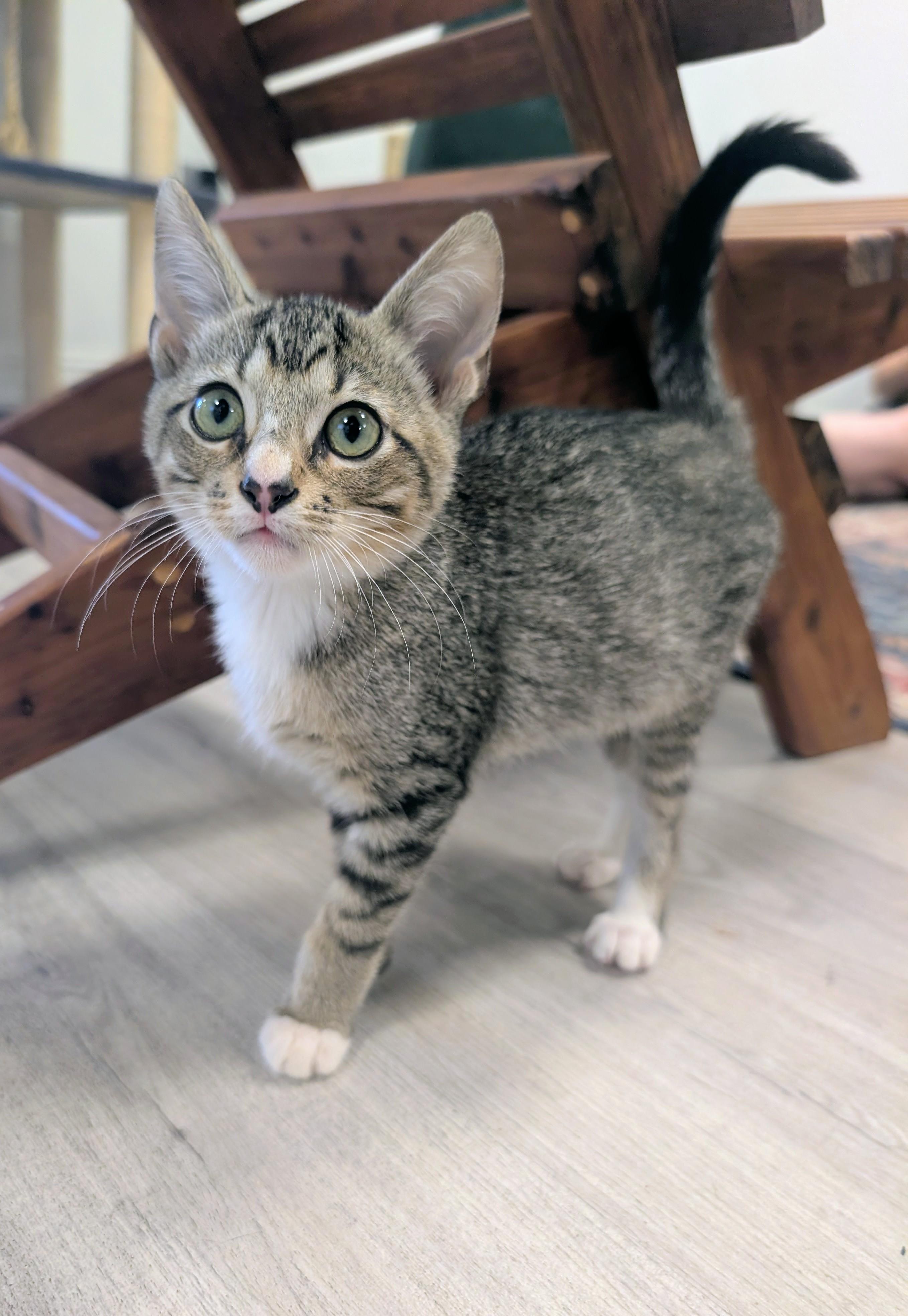 Asher, adopted, Kitten Male Domestic Short Hair.