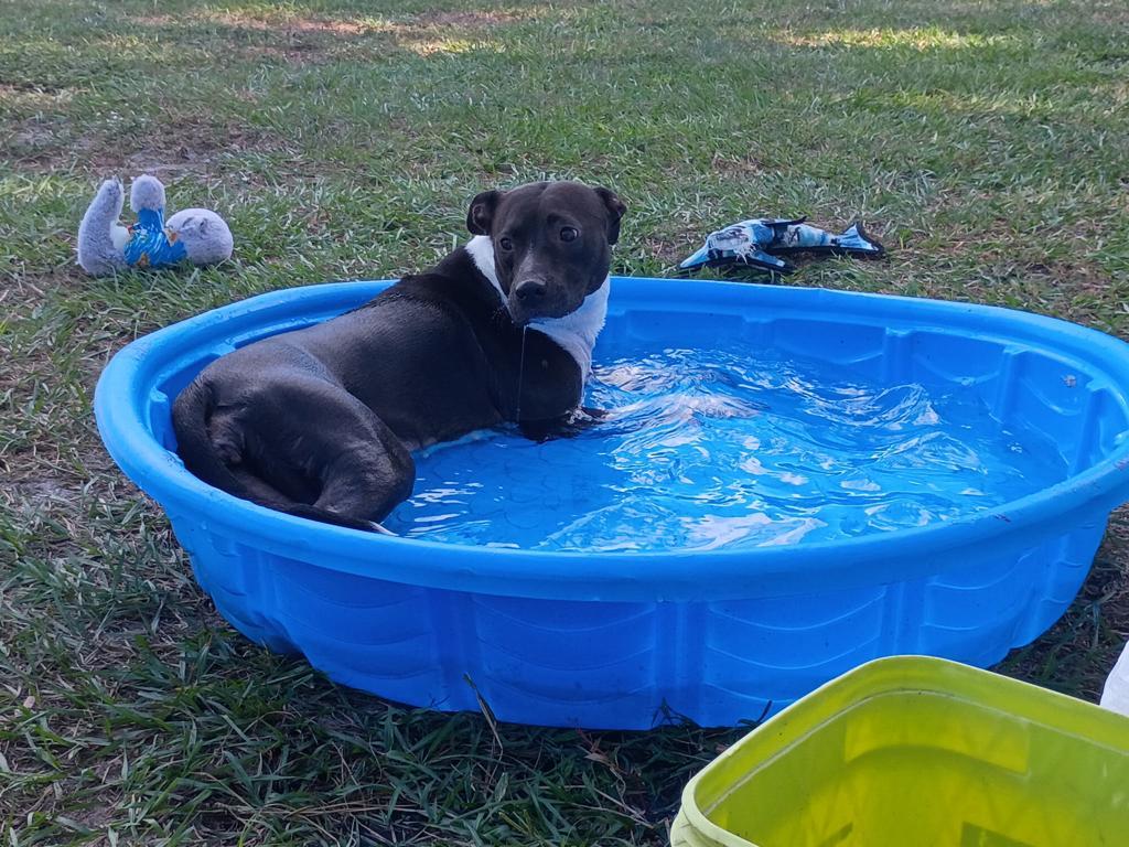 Enlarge Fiona, a Adoptable Mixed Breed in Palm Harbor, FL image 2/6