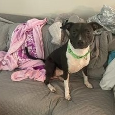 Enlarge Fiona, a Adoptable Mixed Breed in Palm Harbor, FL image 4/6