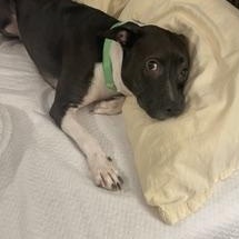 Enlarge Fiona, a Adoptable Mixed Breed in Palm Harbor, FL image 3/6