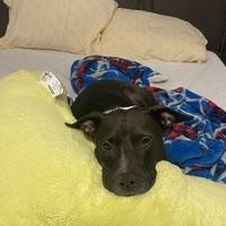 Enlarge Fiona, a Adoptable Mixed Breed in Palm Harbor, FL image 5/6