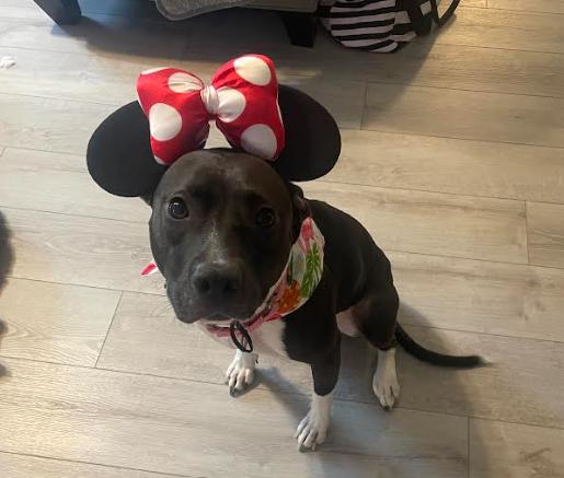 Enlarge Fiona, a Adoptable Mixed Breed in Palm Harbor, FL image 1/6
