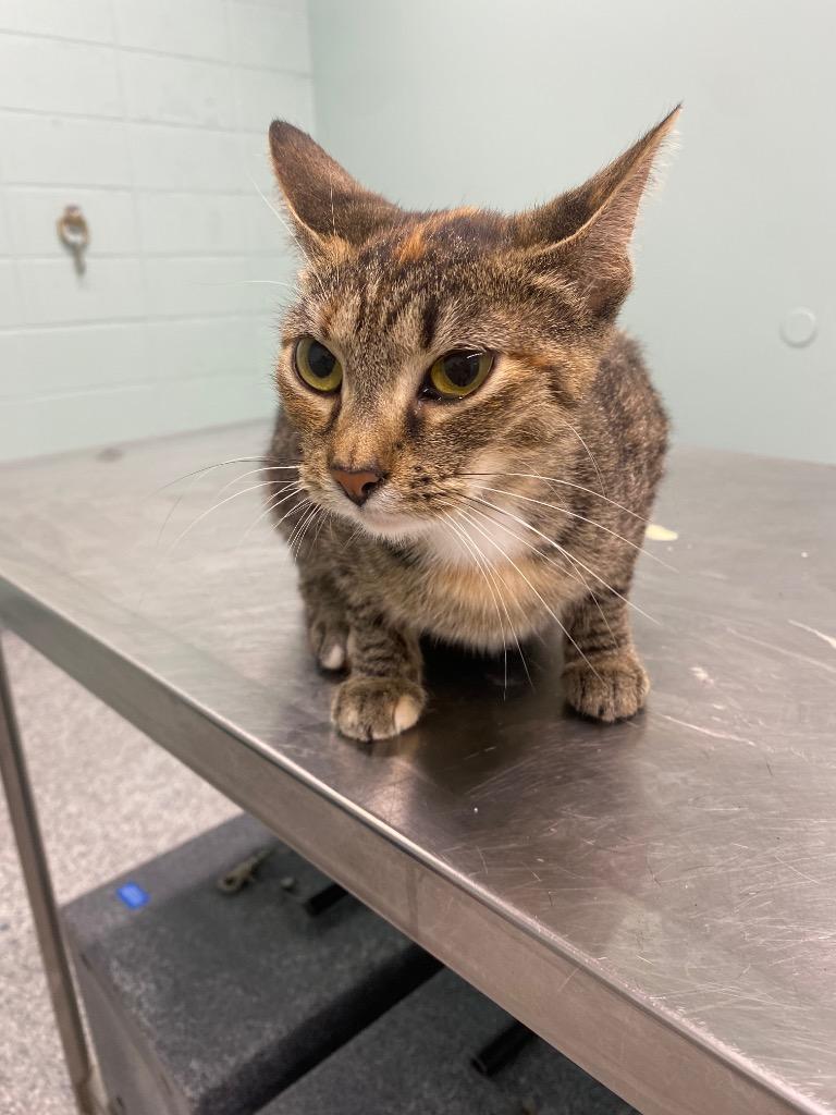 Sheba, Adoptable, Young Female Domestic Short Hair.