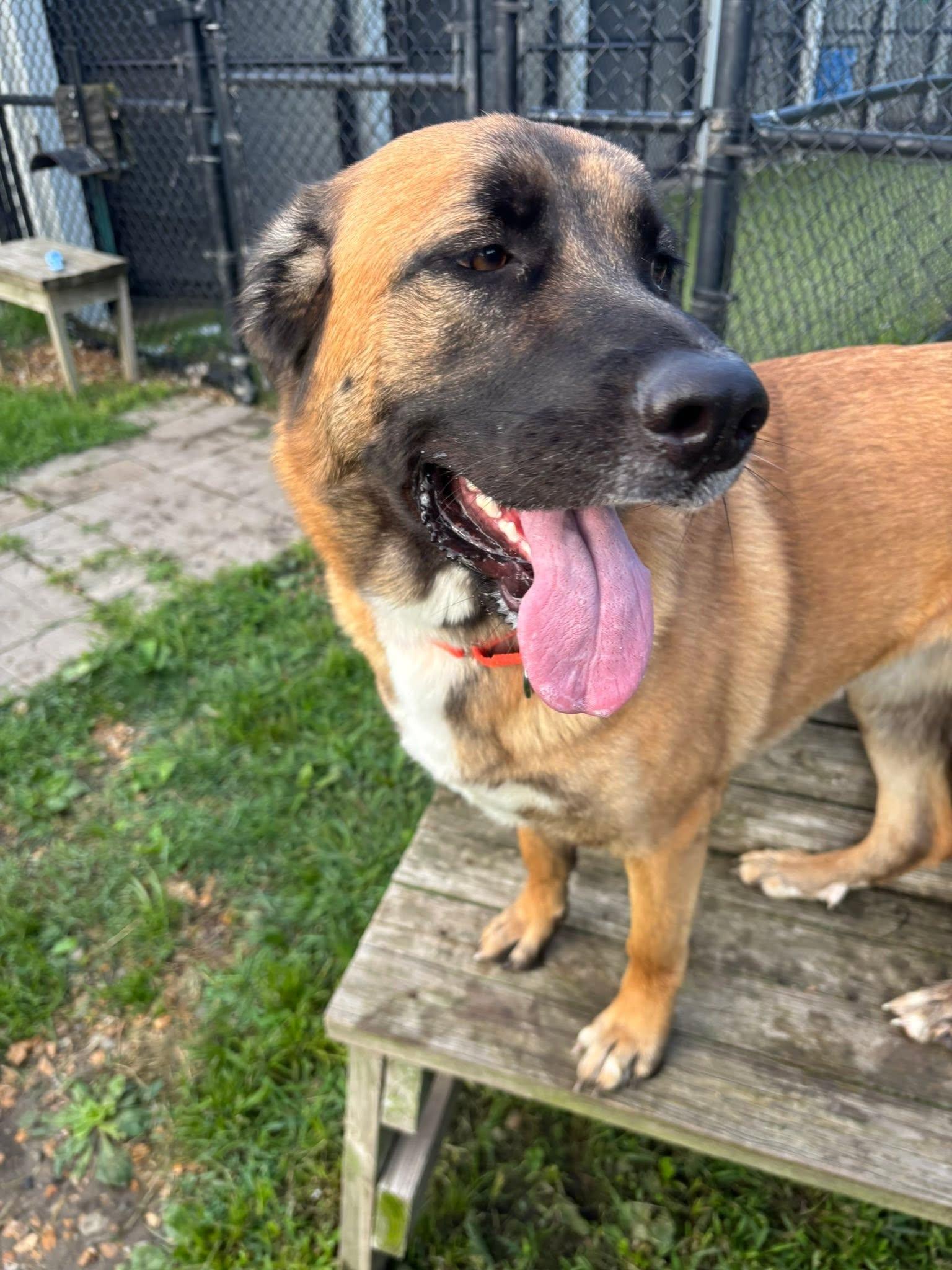 Coco, adopted, Young Female German Shepherd Dog & Saint Bernard.