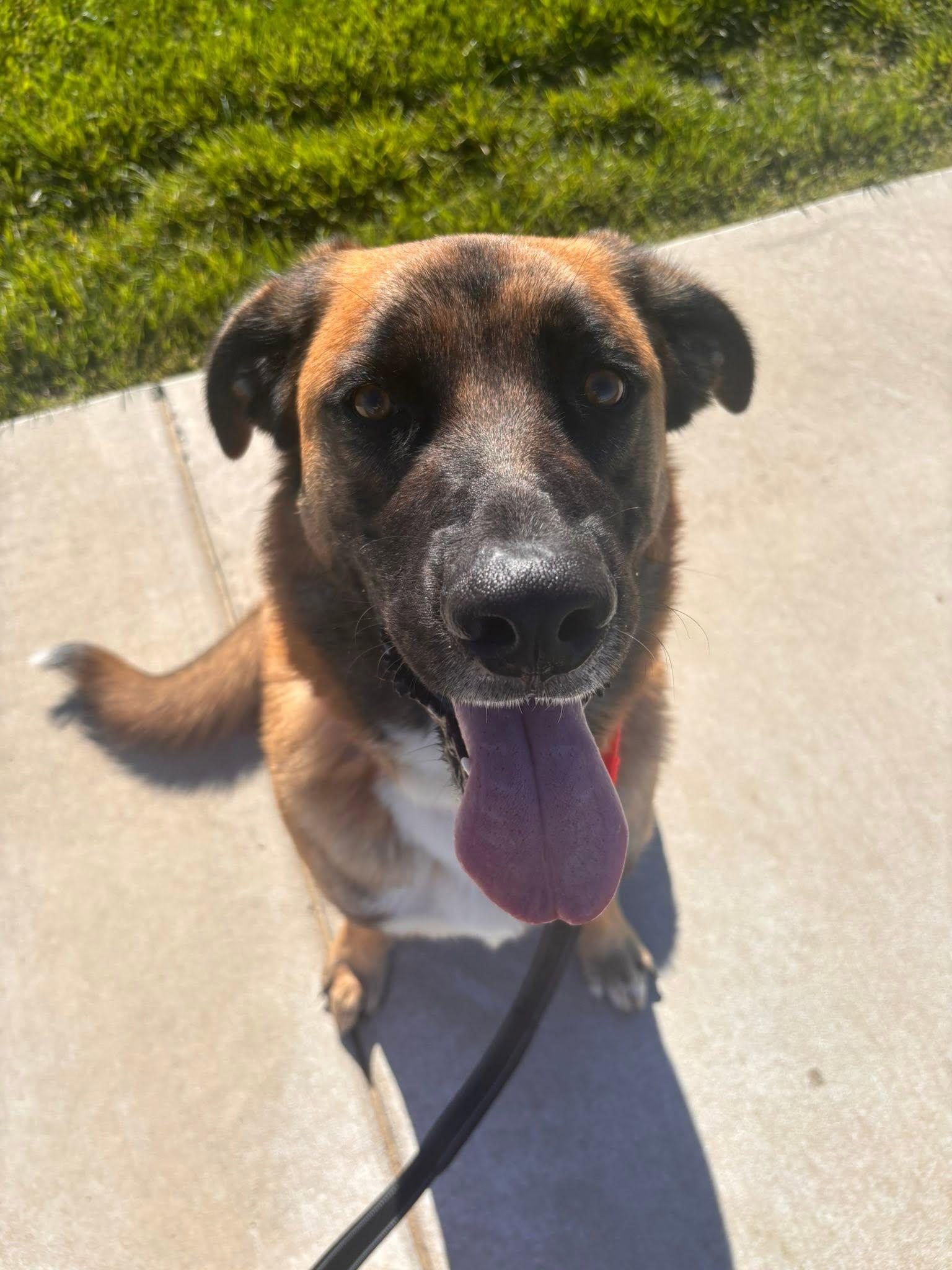 Coco, an adopted mixed breed in Whitestown, IN image 2/2