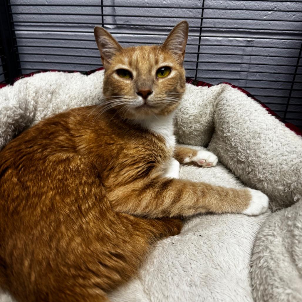 Jane(Cinnamon) 26368, a Adoptable Domestic Short Hair in Middleburg, FL image 1/3
