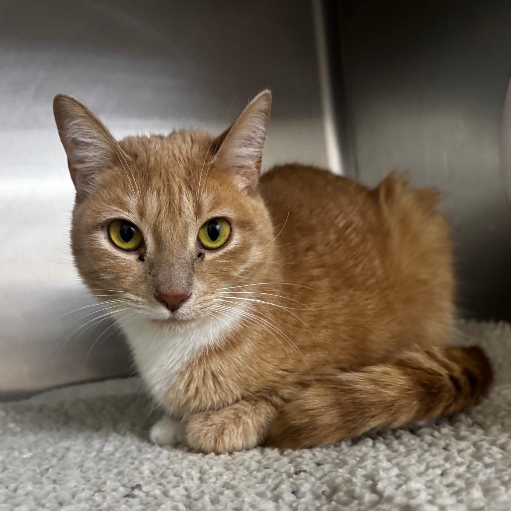 Jane(Cinnamon) 26368, a Adoptable Domestic Short Hair in Middleburg, FL image 2/3