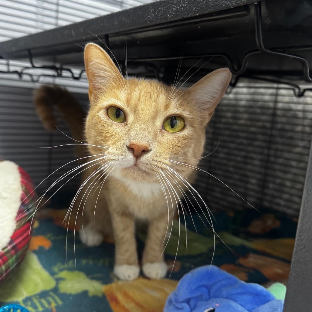 Jane(Cinnamon) 26368, a Adoptable Domestic Short Hair in Middleburg, FL image 3/3