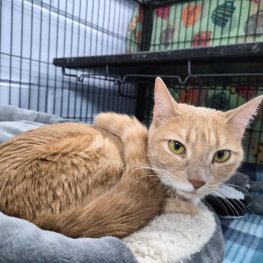 Jane(Cinnamon) 26368, a Adoptable Domestic Short Hair in Middleburg, FL image 4/4