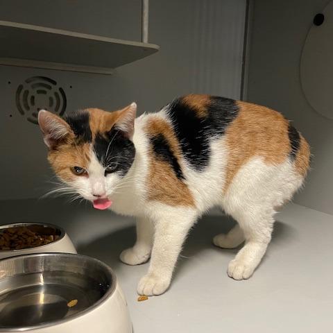 Acorn, Adoptable, Young Female Domestic Short Hair.