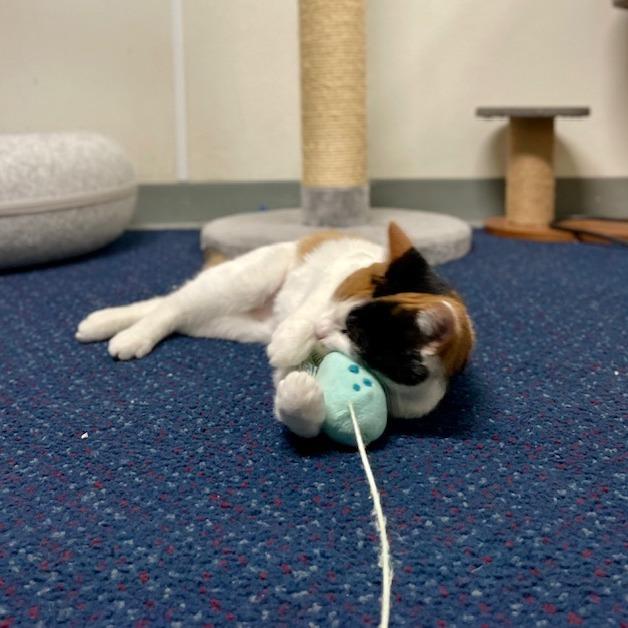 Enlarge Acorn, a Adoptable Domestic Short Hair in Sullivan, IL image 2/4