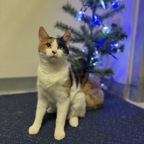 Enlarge Acorn, a Adoptable Domestic Short Hair in Sullivan, IL image 3/4