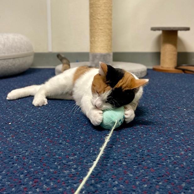 Enlarge Acorn, a Adoptable Domestic Short Hair in Sullivan, IL image 4/4