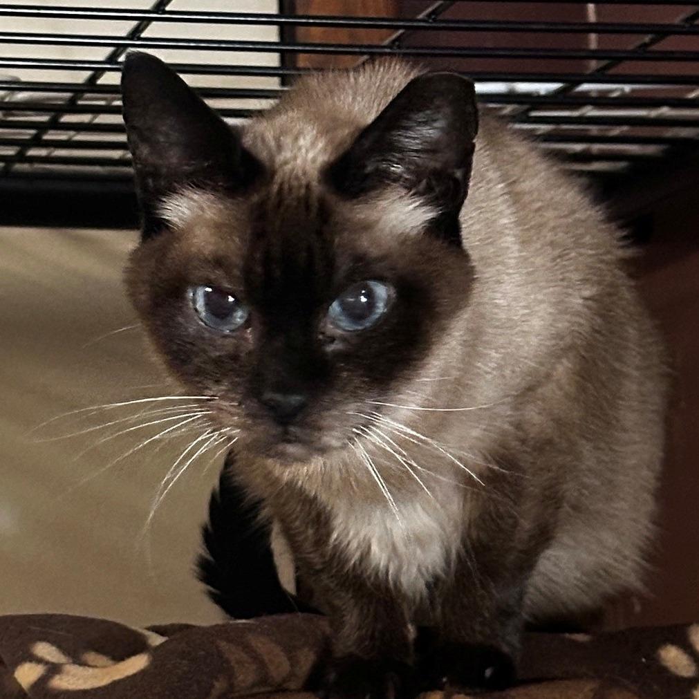 Haven, Adoptable, Senior Female Siamese.