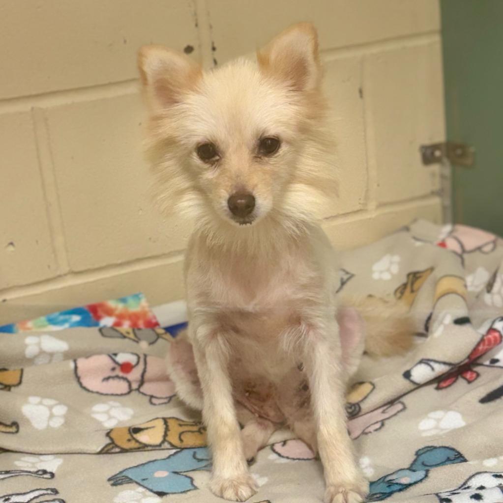 Sarah, Adoptable, Adult Female Pomeranian.