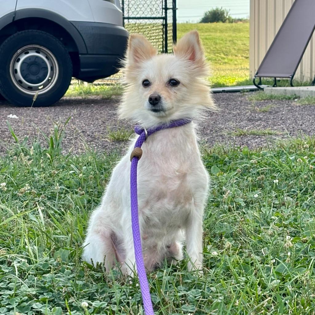 Enlarge Sarah, a Adoptable Pomeranian in Columbia, IL image 2/4