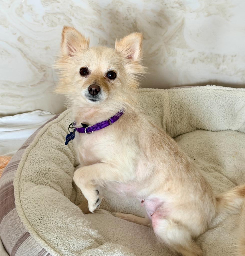 Enlarge Sarah, a Adoptable Pomeranian in Columbia, IL image 3/4