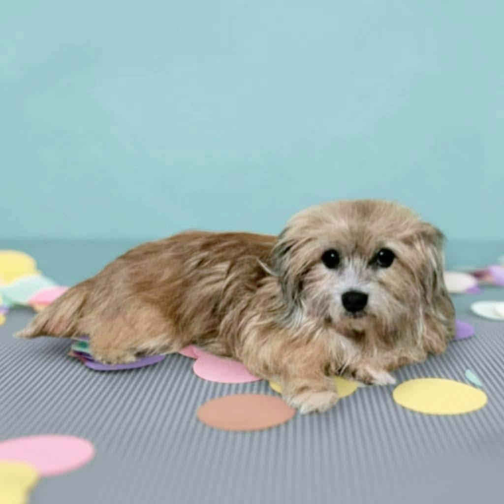 Kenny, Adopted, Adult Male Mixed Breed.