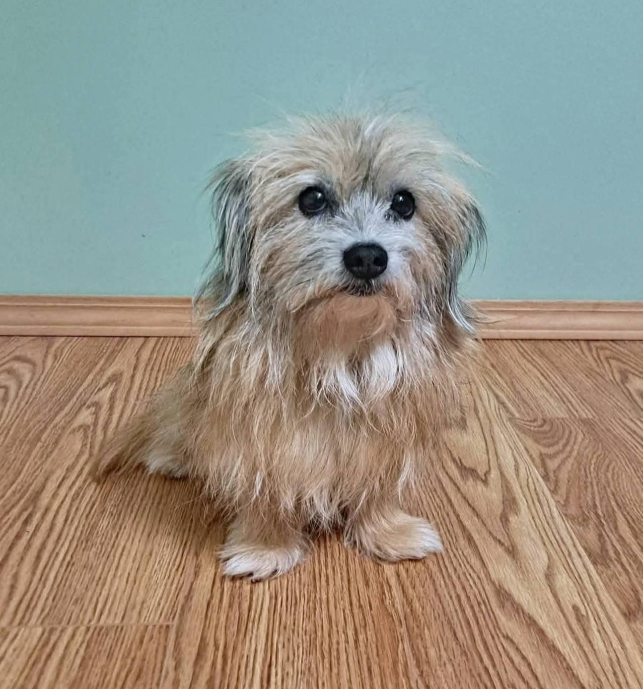 Enlarge Kenny, a Adopted Mixed Breed in Fairmont, WV image 3/3