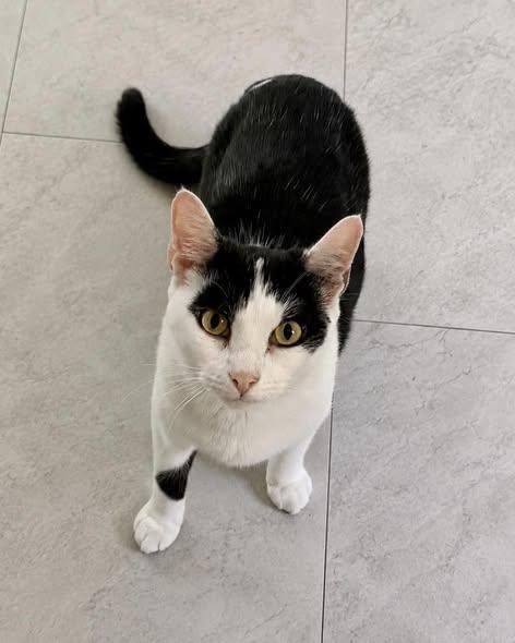 Enlarge Liberty, a ADOPTABLE Domestic Short Hair in Portland, ME image 2/2