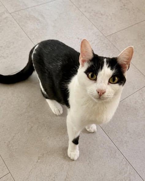Liberty, ADOPTABLE, Young Female Domestic Short Hair.
