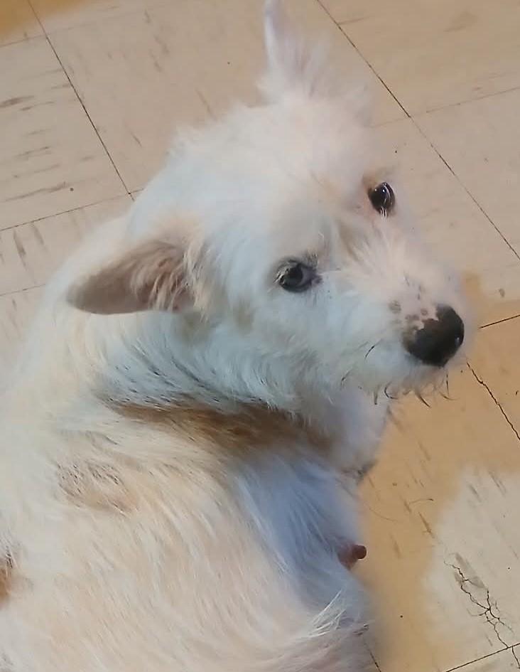 Enlarge Andy, a Adoptable mixed breed in Saint Paul, MN image 4/6