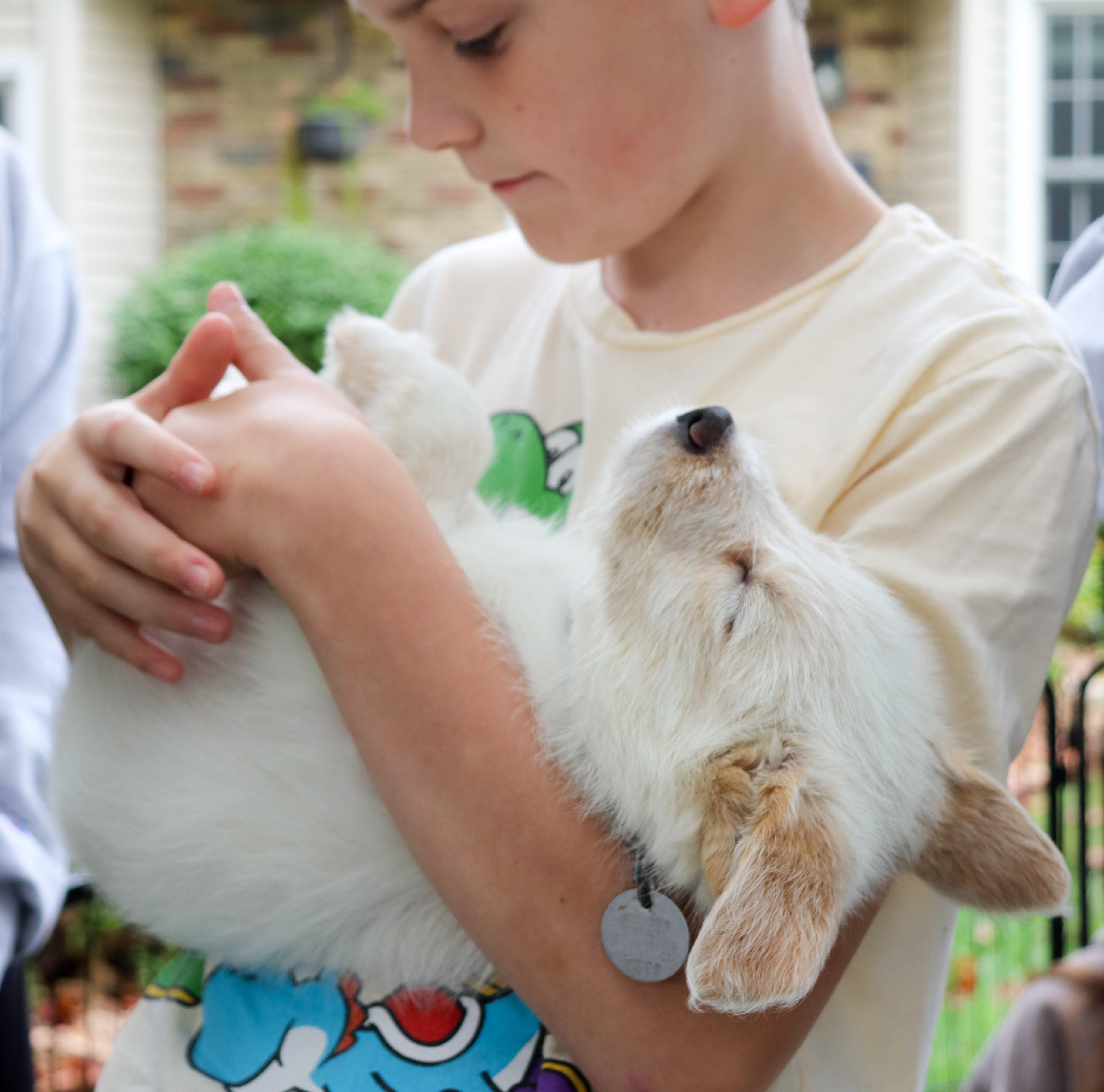 Andy, Adoptable, Puppy Male American Eskimo Dog & Australian Cattle Dog / Blue Heeler.