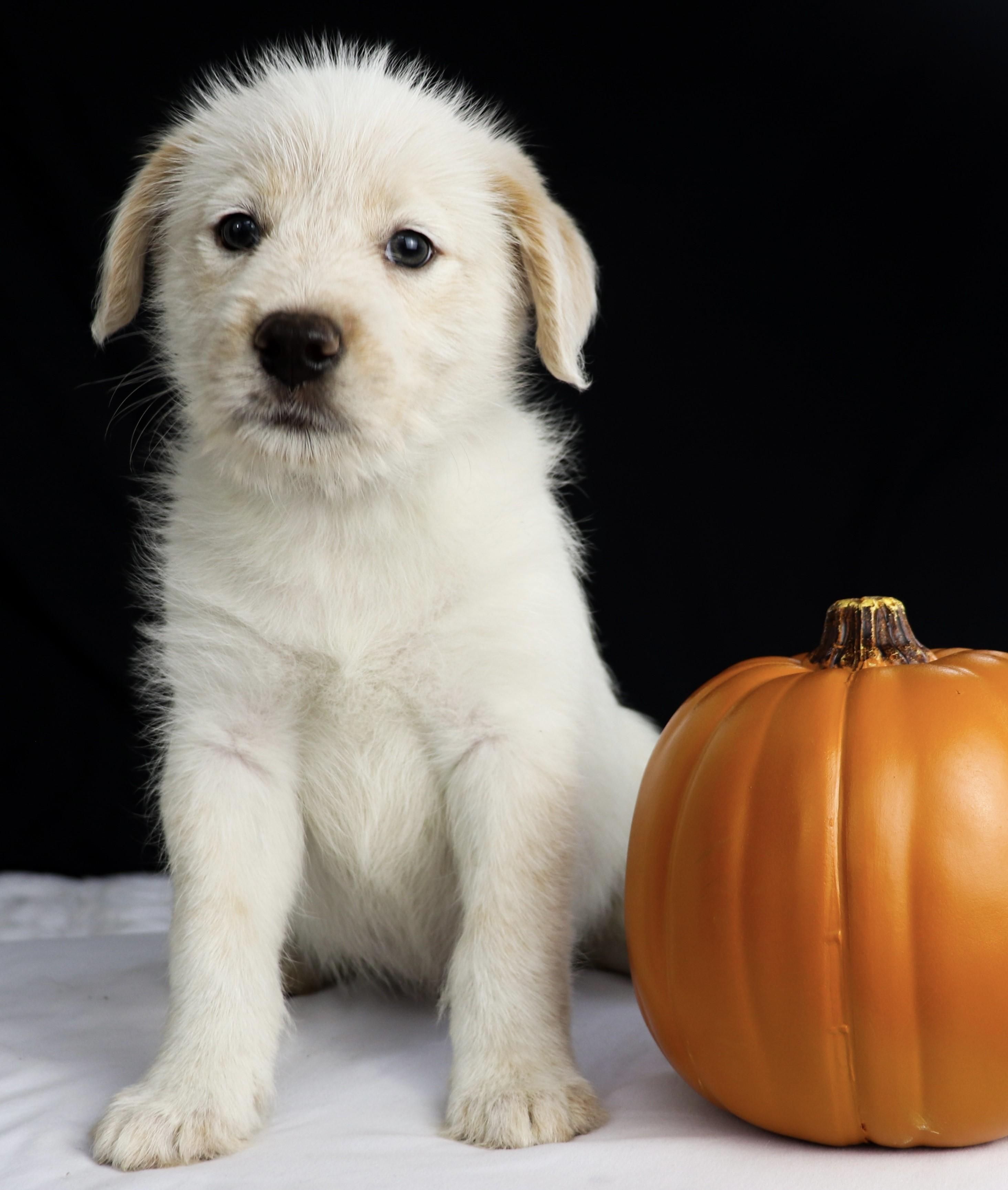 Enlarge Andy, a Adoptable mixed breed in Saint Paul, MN image 6/6