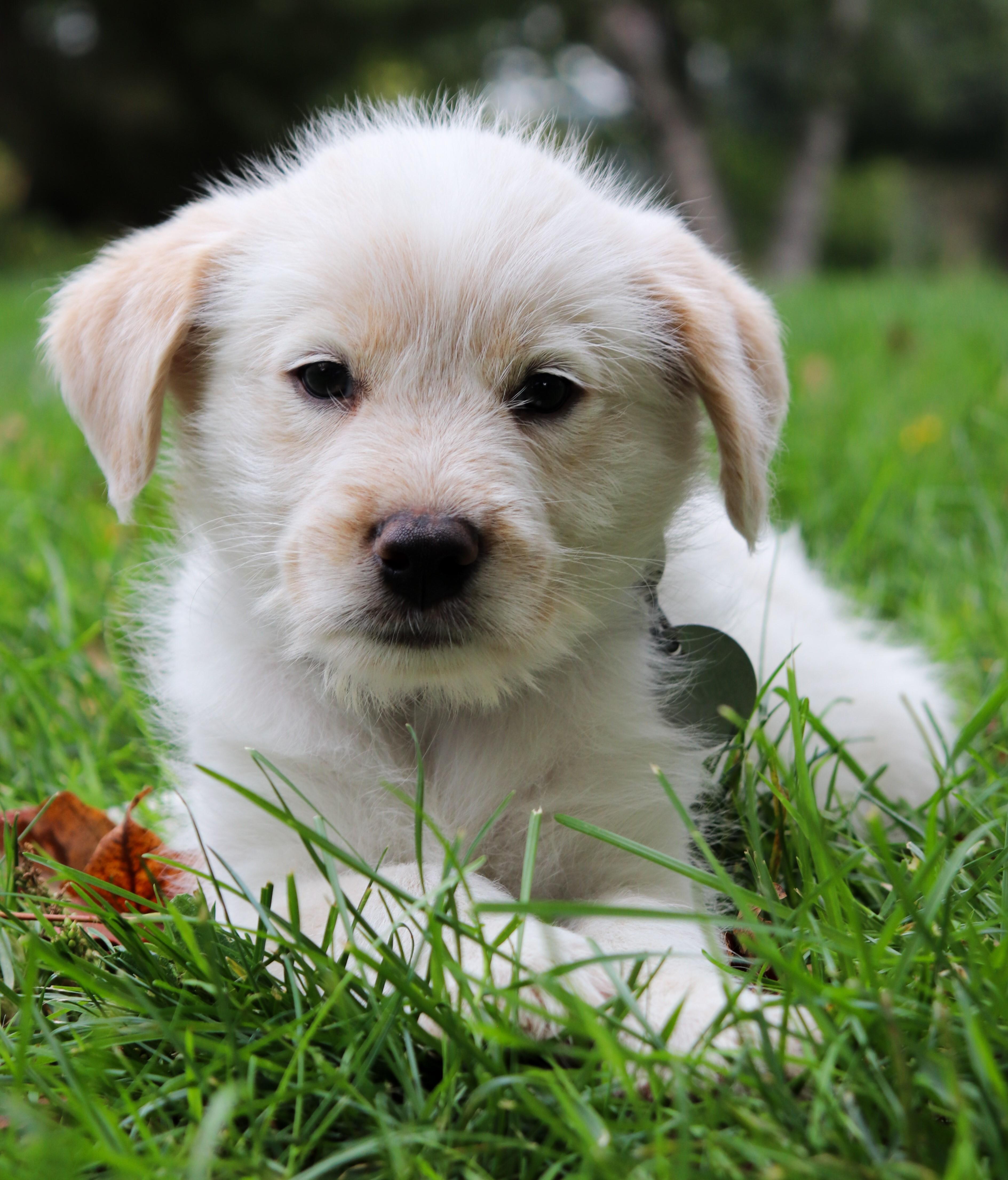 Enlarge Andy, a Adoptable mixed breed in Saint Paul, MN image 5/6