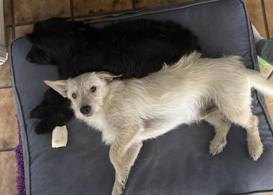 Enlarge Oscar, a Adoptable Terrier in Osteen, FL image 2/3