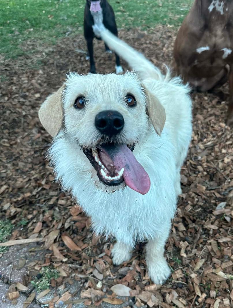Enlarge Oscar, a Adoptable Terrier in Osteen, FL image 3/3