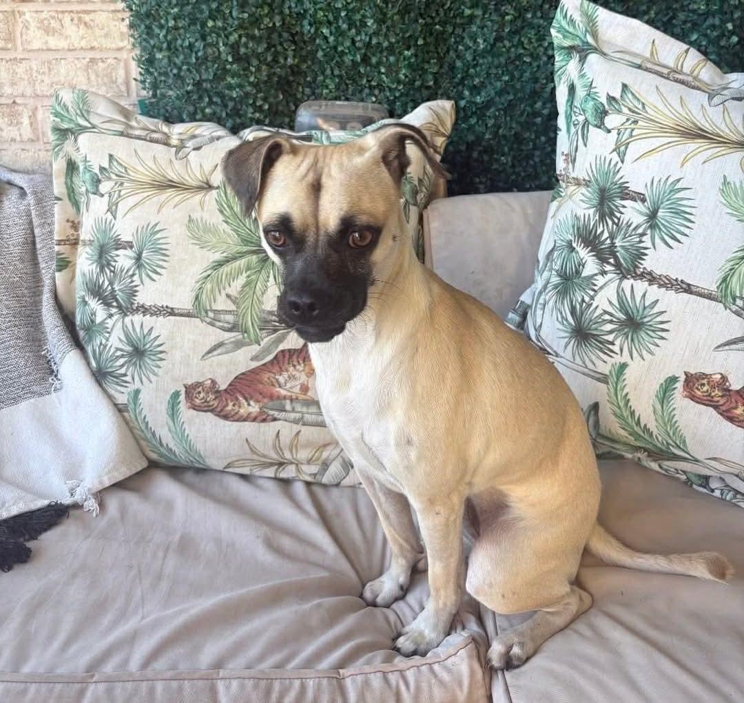 Pickles, a Adoptable Pug in Dallas, TX image 1/3