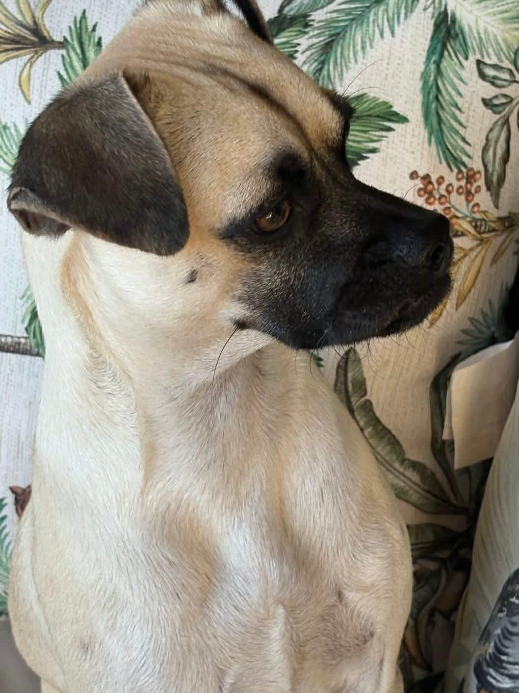Pickles, a Adoptable Pug in Dallas, TX image 2/3
