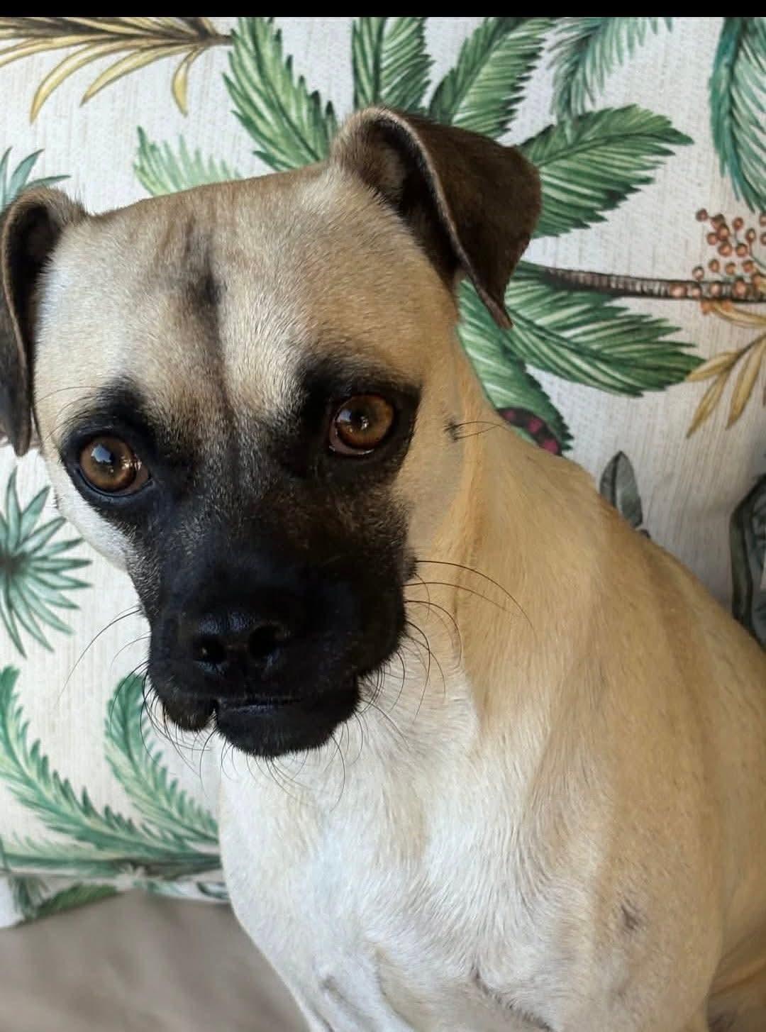 Pickles, a Adoptable Pug in Dallas, TX image 3/3