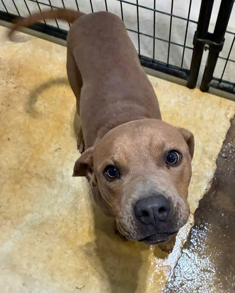 Enlarge Barney - Pull Fee Sponsored, an adopted mixed breed in St Henry, OH image 1/1